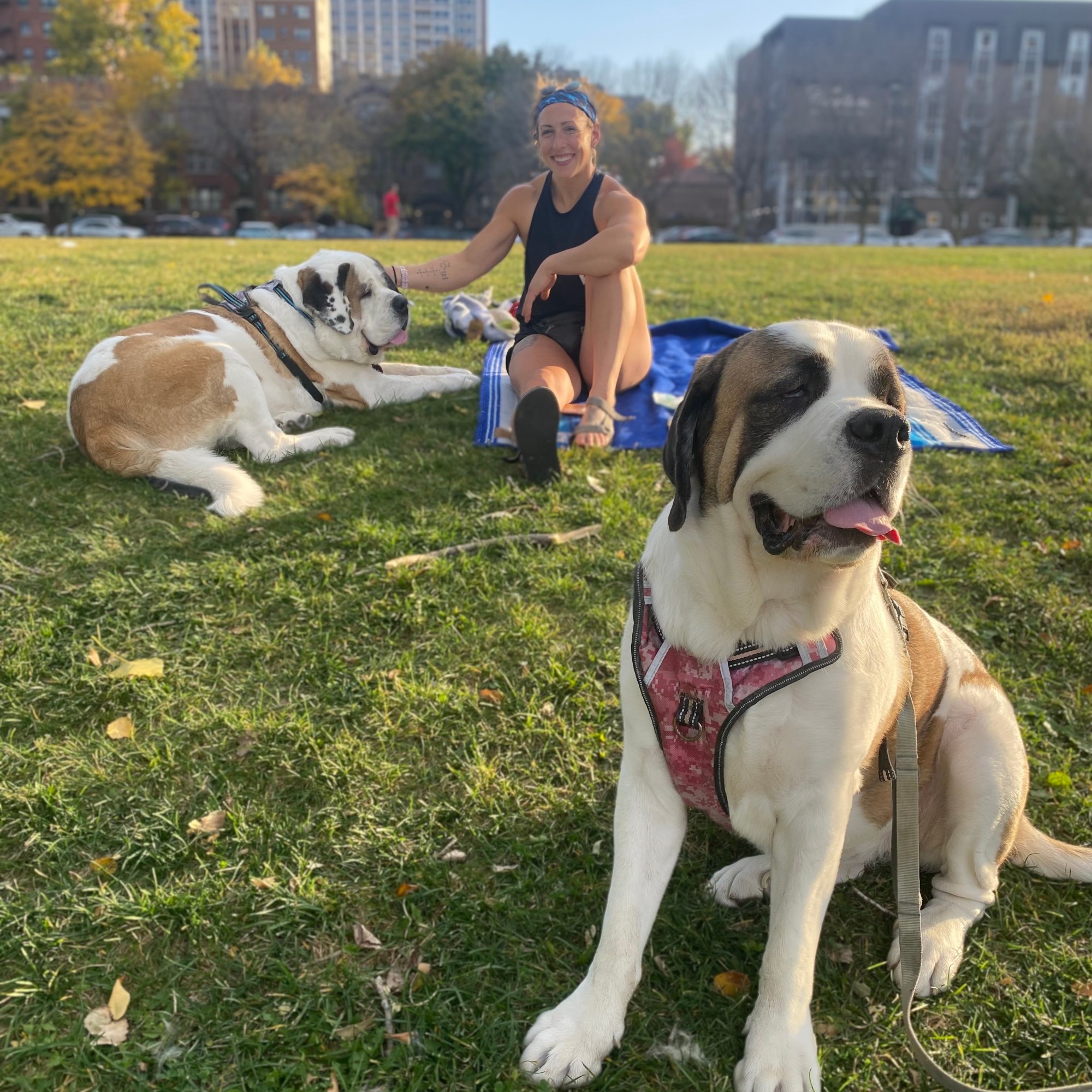 Haley and her two Saint Bernards sit in a field on a beautiful fall Chicago day